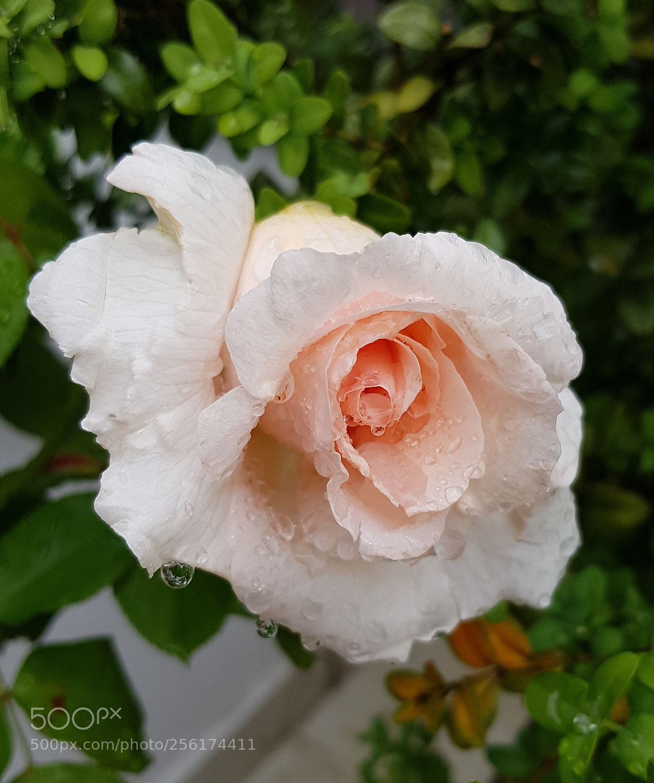 Samsung Galaxy S8+ sample photo. Rosa in lacrime photography