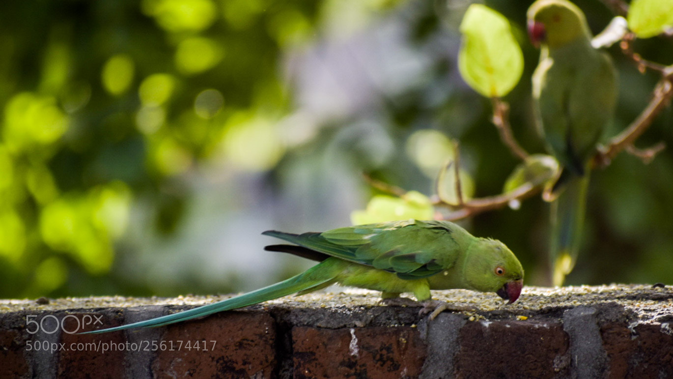 Nikon D5300 sample photo. Two parrots photography