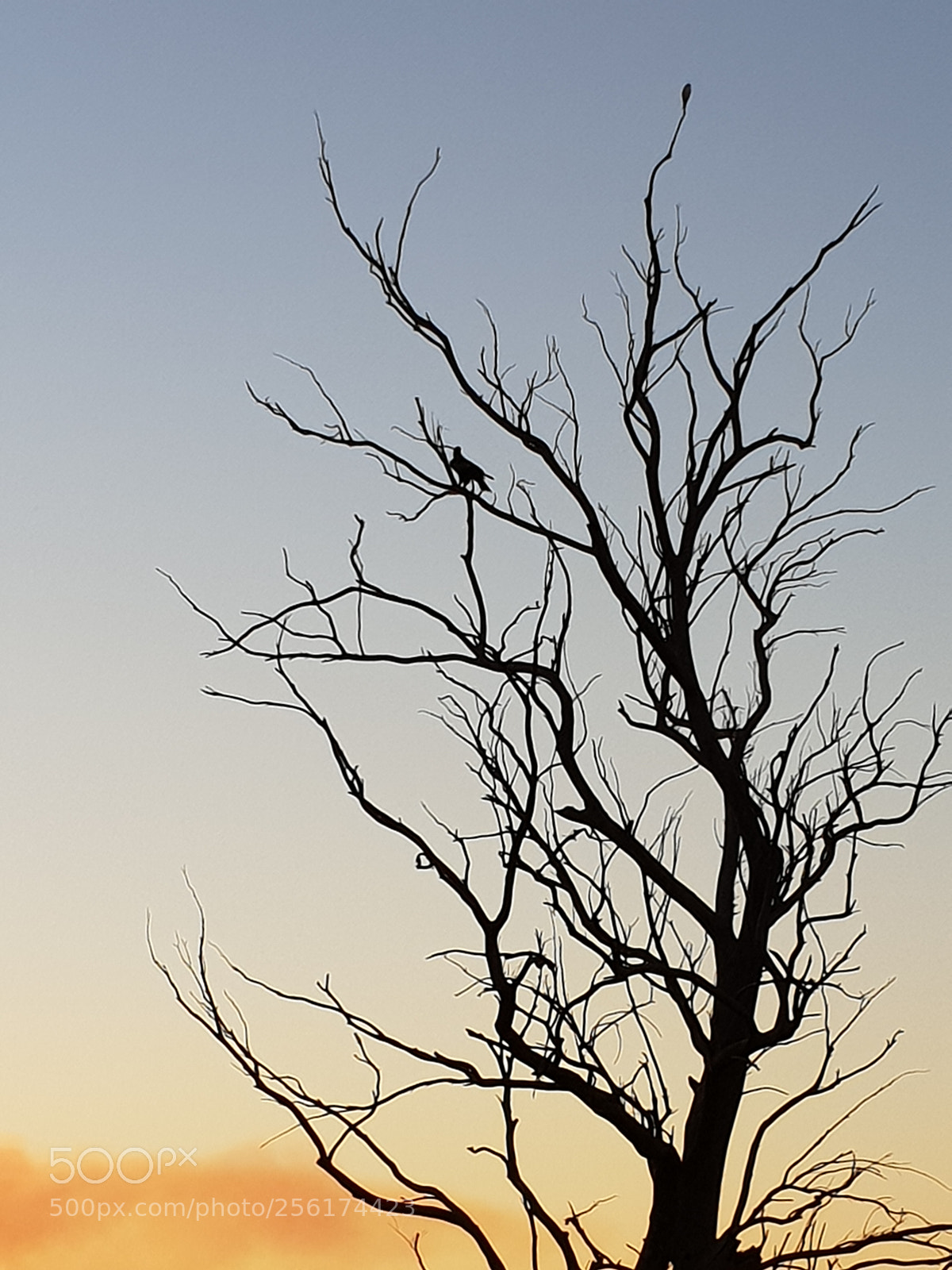 Samsung Galaxy S9 sample photo. Wedgetail eagle photography