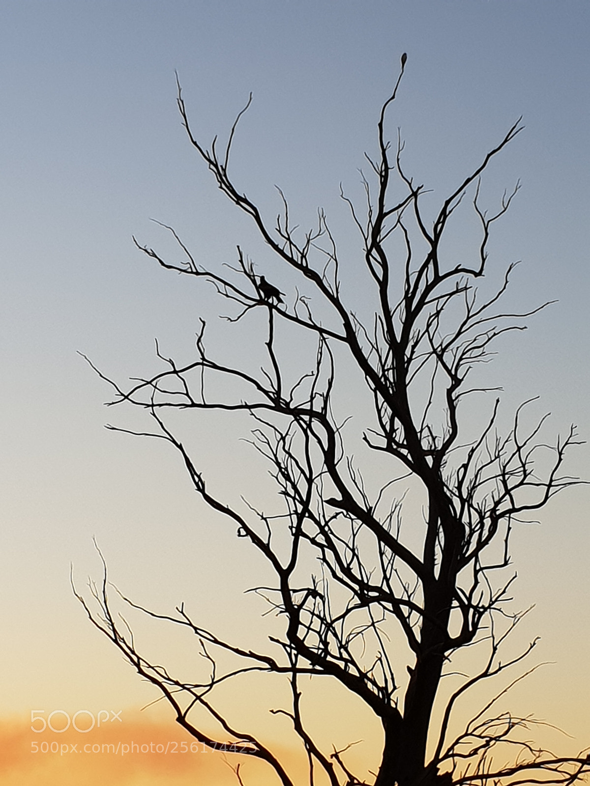 Samsung Galaxy S9 sample photo. Wedgetail eagle photography