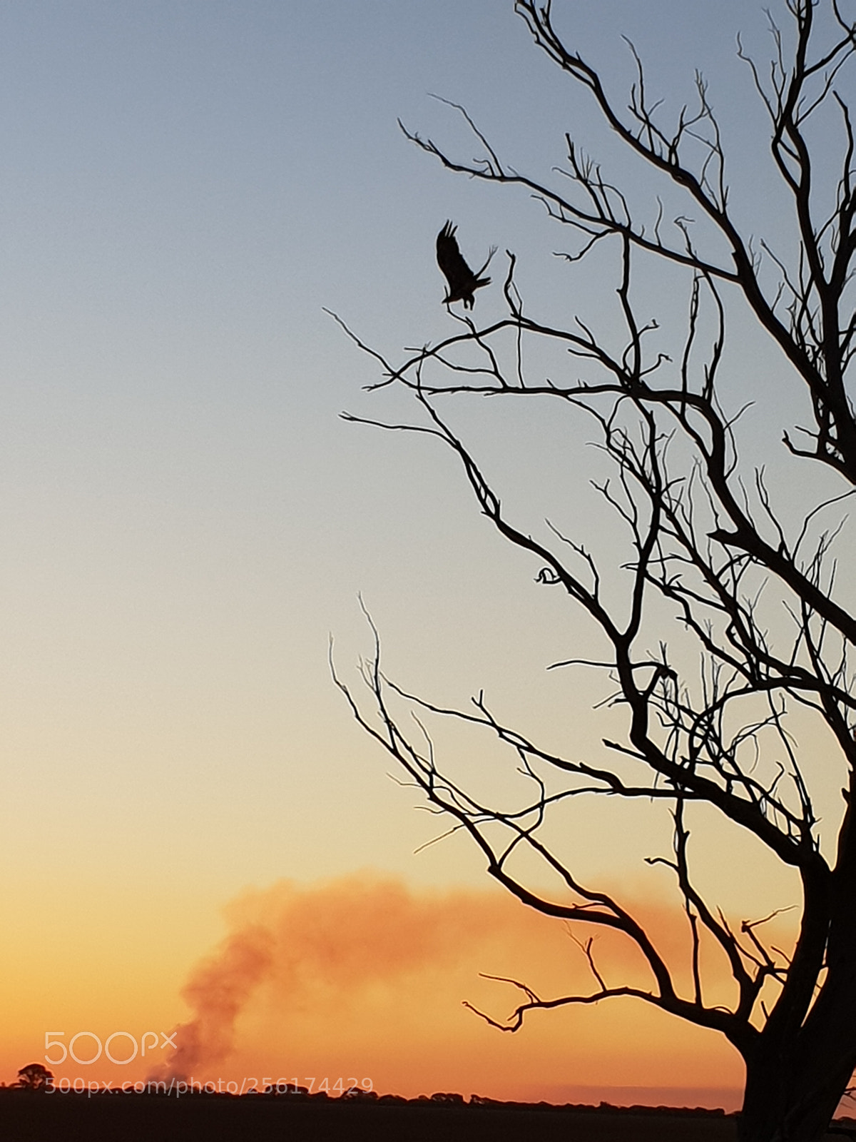 Samsung Galaxy S9 sample photo. Wedgetail eagle photography