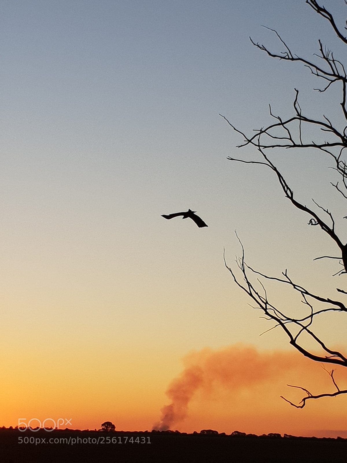 Samsung Galaxy S9 sample photo. Wedgetail eagle photography