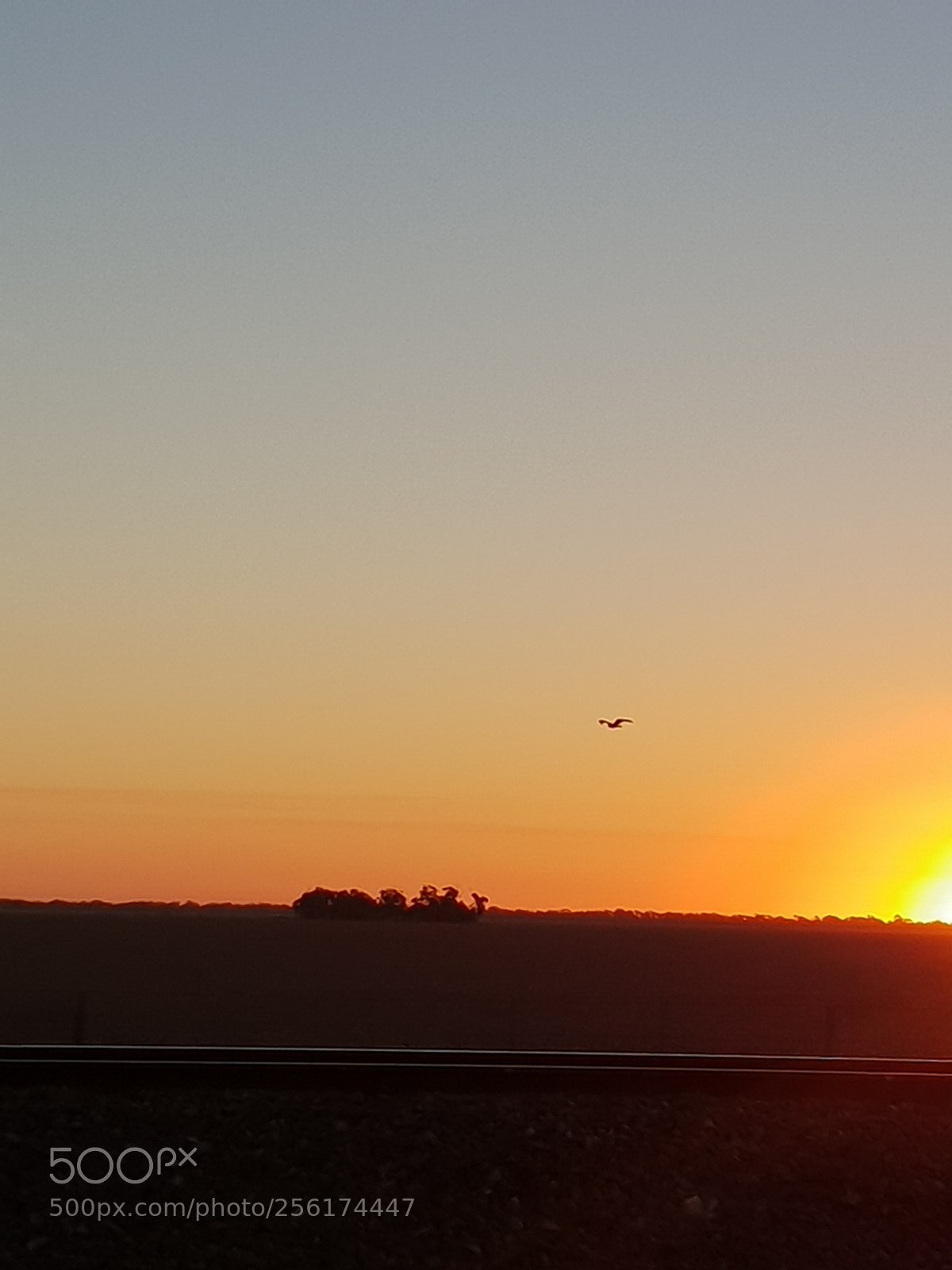 Samsung Galaxy S9 sample photo. Wedgetail eagle photography