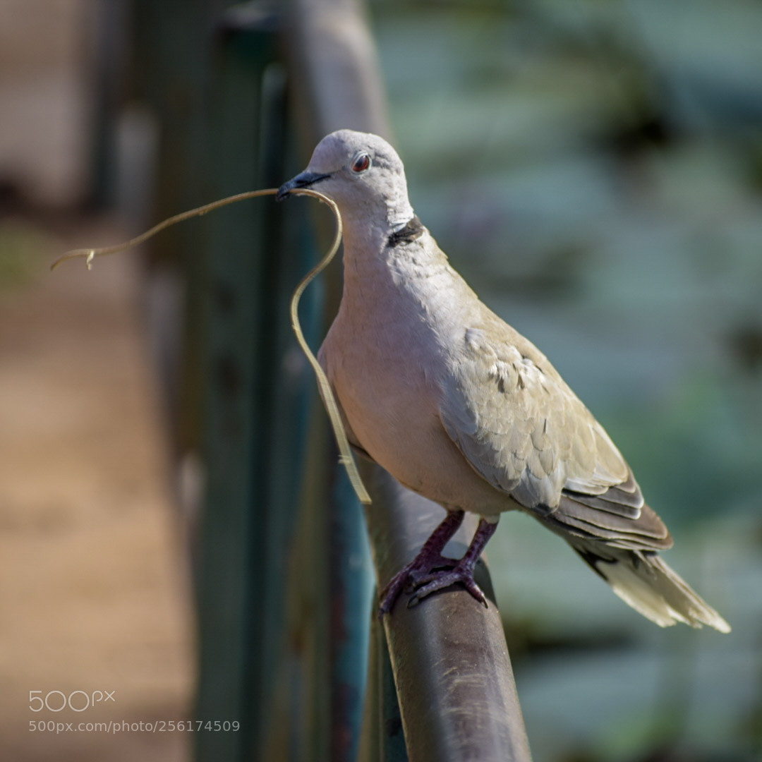 Nikon D5300 sample photo. The original bird of photography
