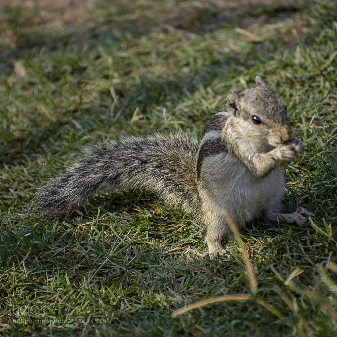 Nikon D5300 sample photo. Squirrel photography