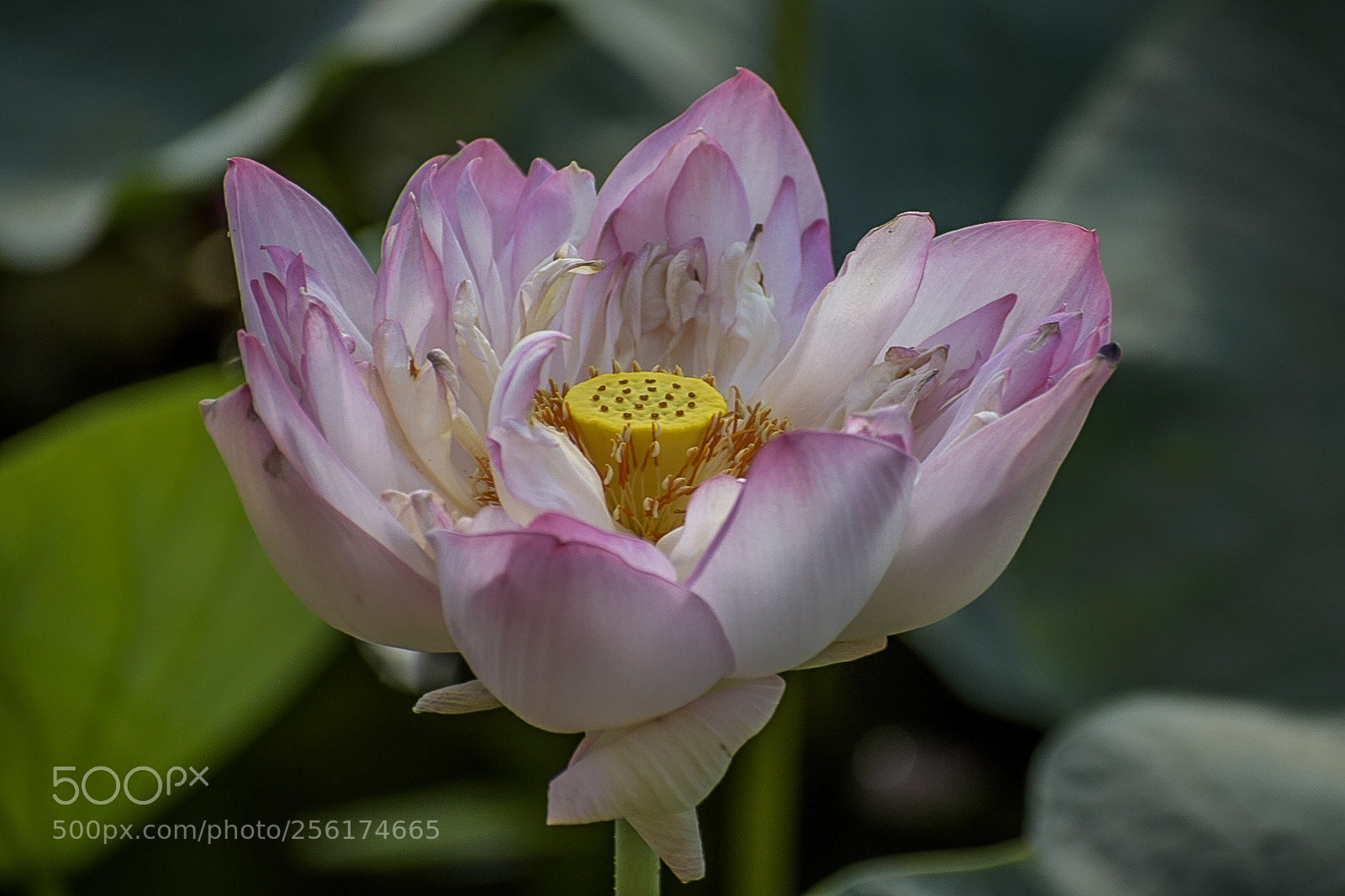 Nikon D5300 sample photo. Lotus 1 photography