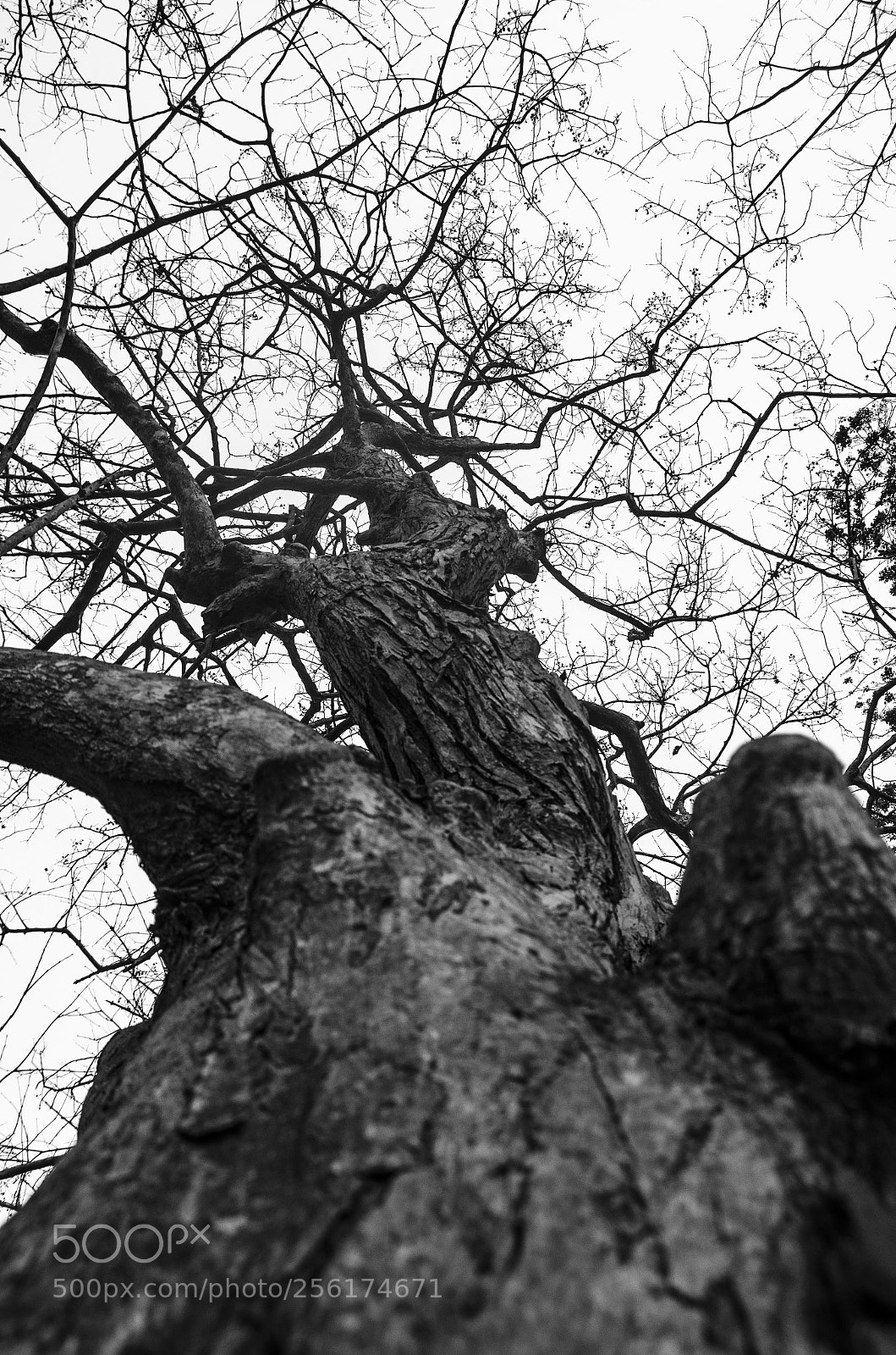 Nikon D5100 sample photo. Canopy photography