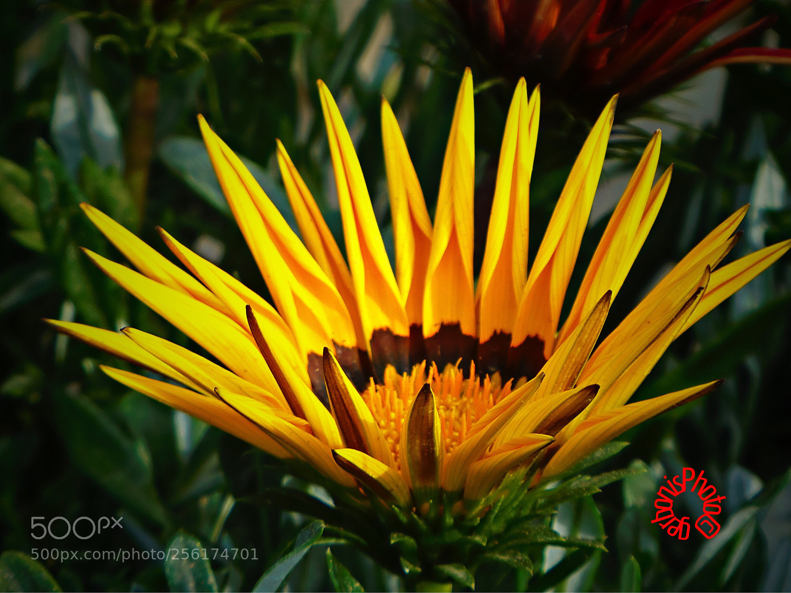 Panasonic Lumix DC-ZS70 (Lumix DC-TZ90) sample photo. Gazania gaertn photography