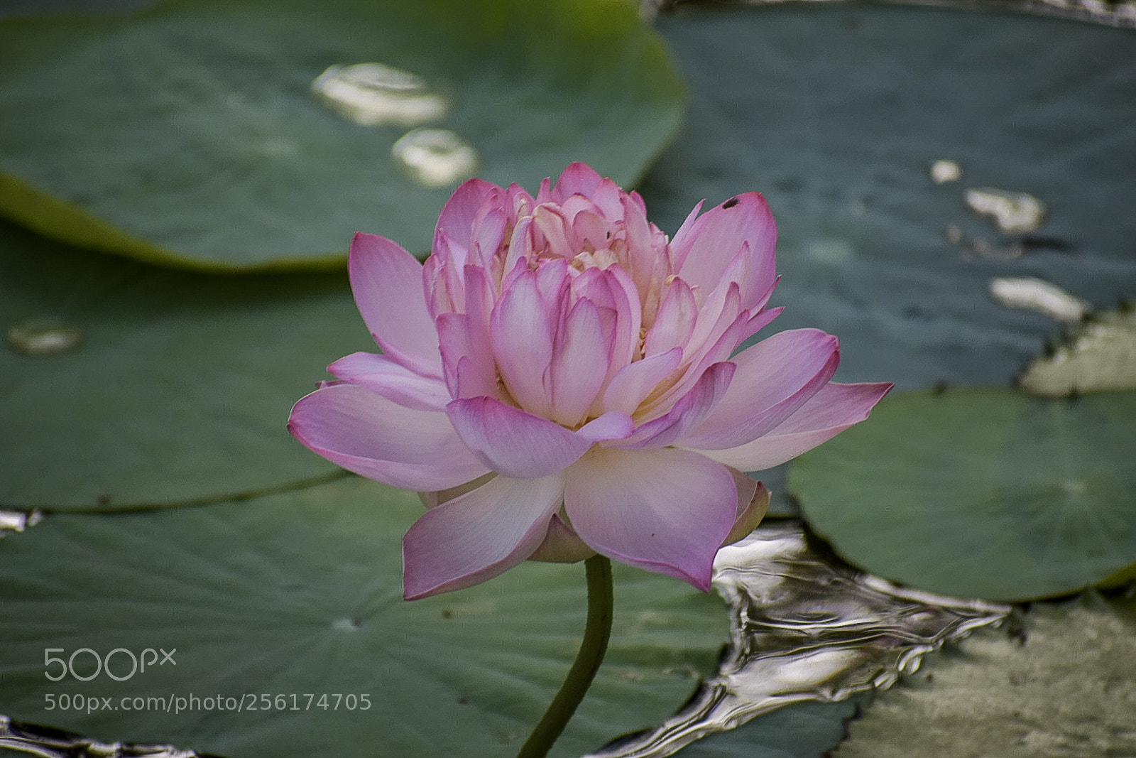 Nikon D5300 sample photo. Lotus 2 photography