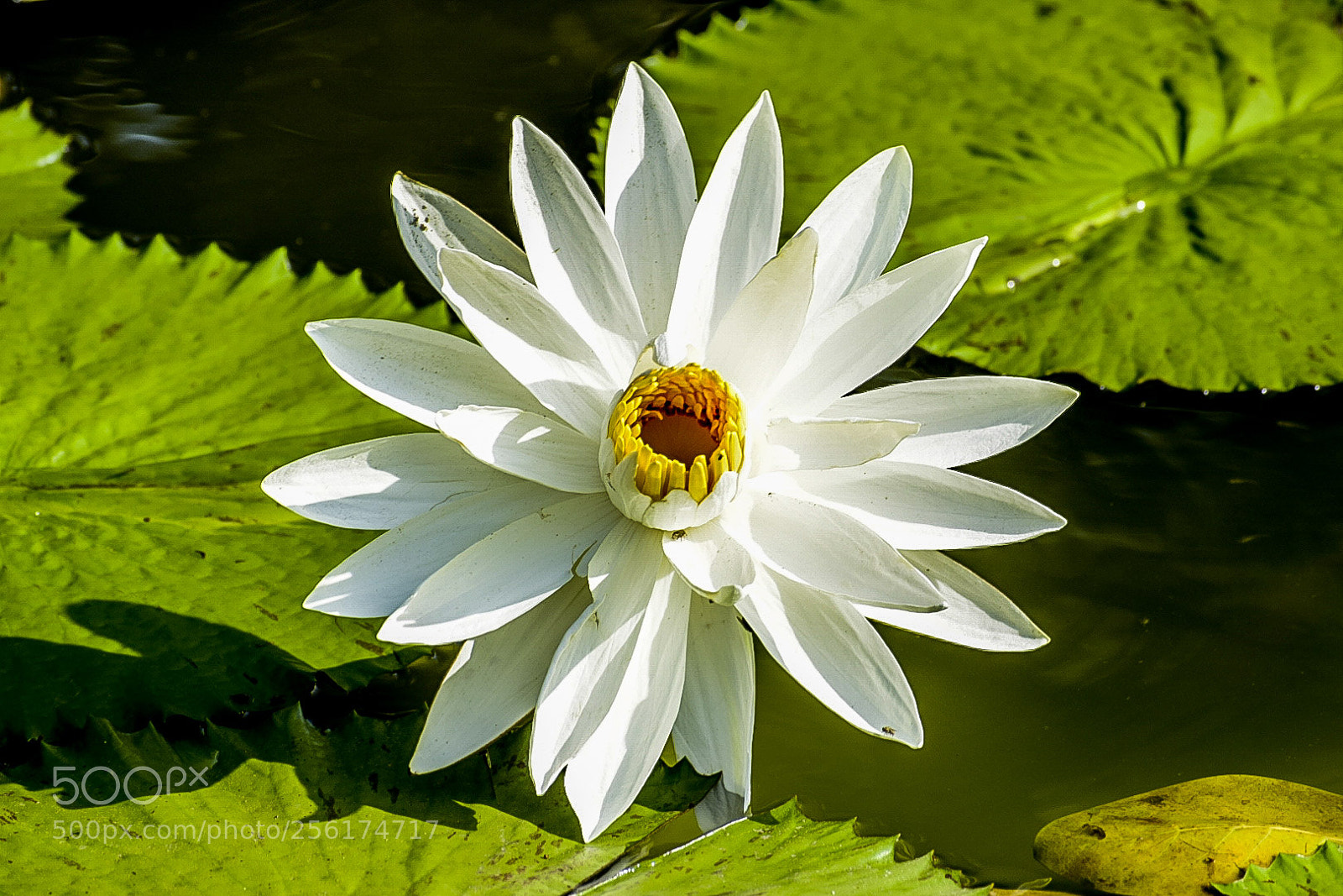 Nikon D5300 sample photo. Lotus 3 photography