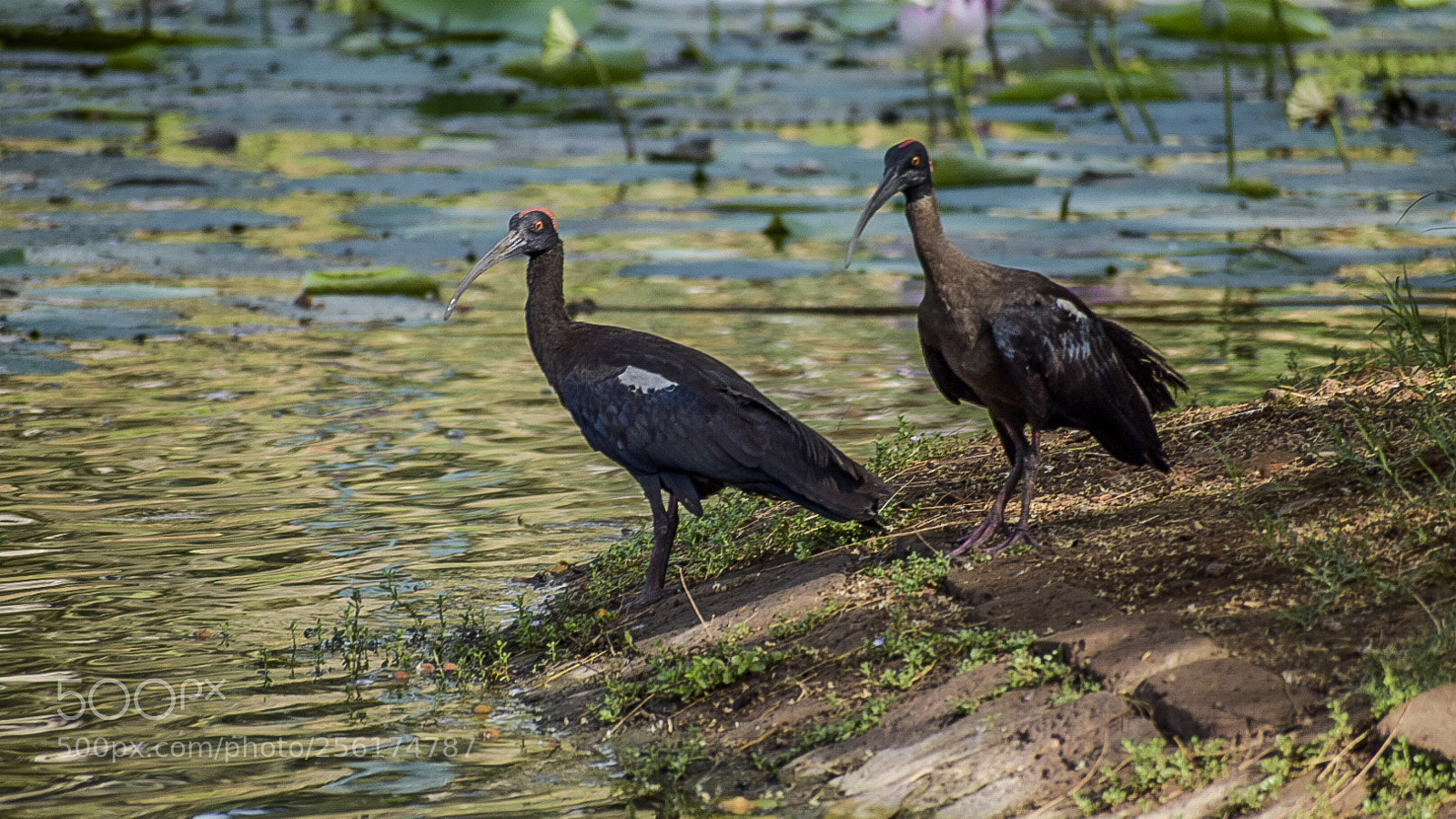 Nikon D5300 sample photo. Two red-naped ibises photography