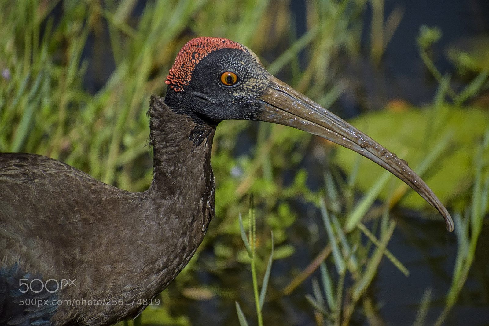 Nikon D5300 sample photo. Close-up red-naped ibis photography