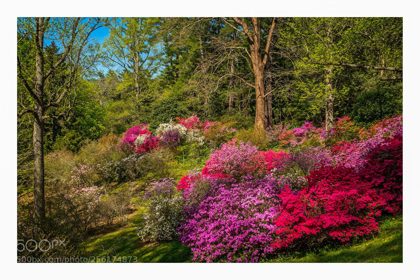 Sony a7R II sample photo. Azalea garden photography
