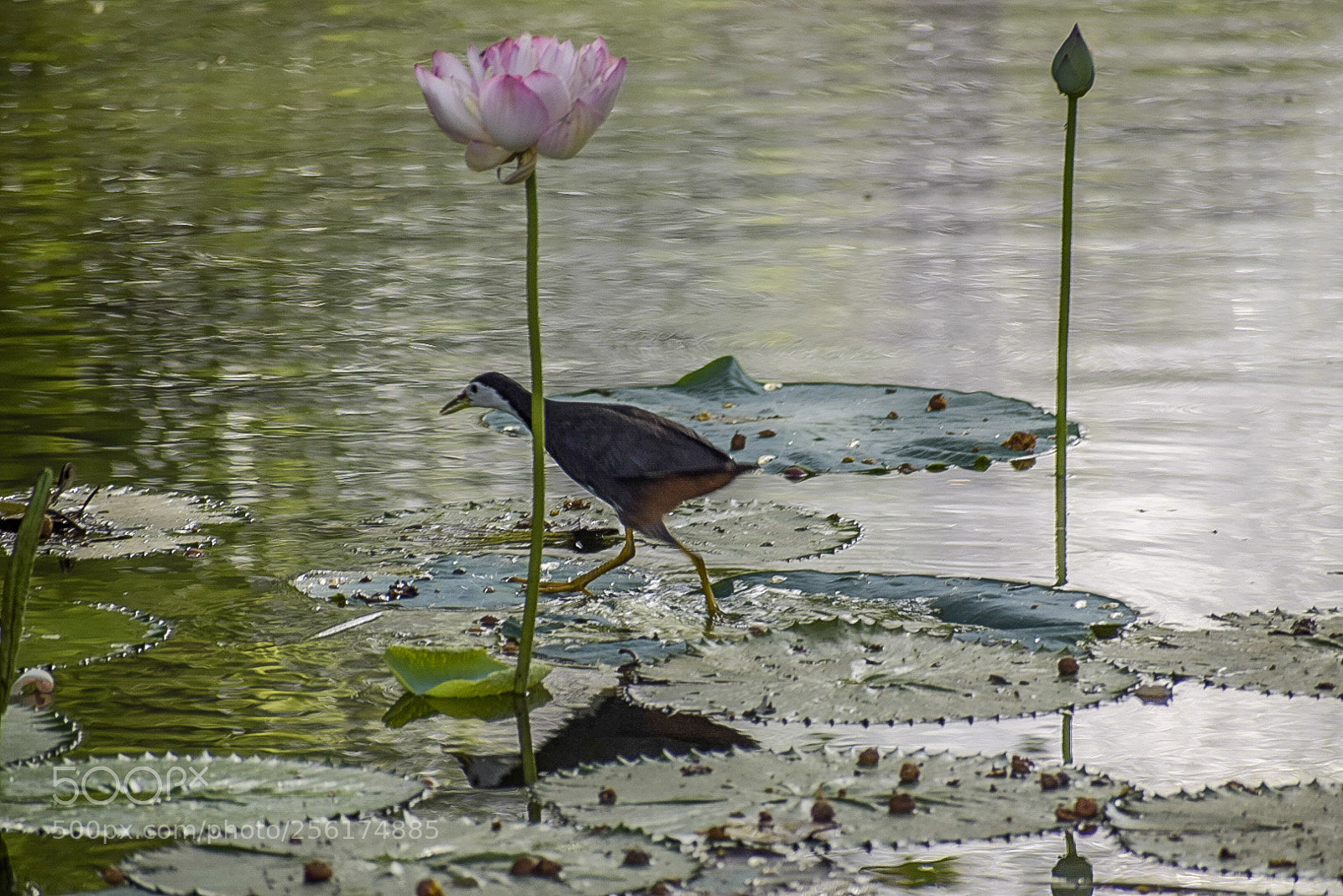 Nikon D5300 sample photo. Wading bird 1 photography