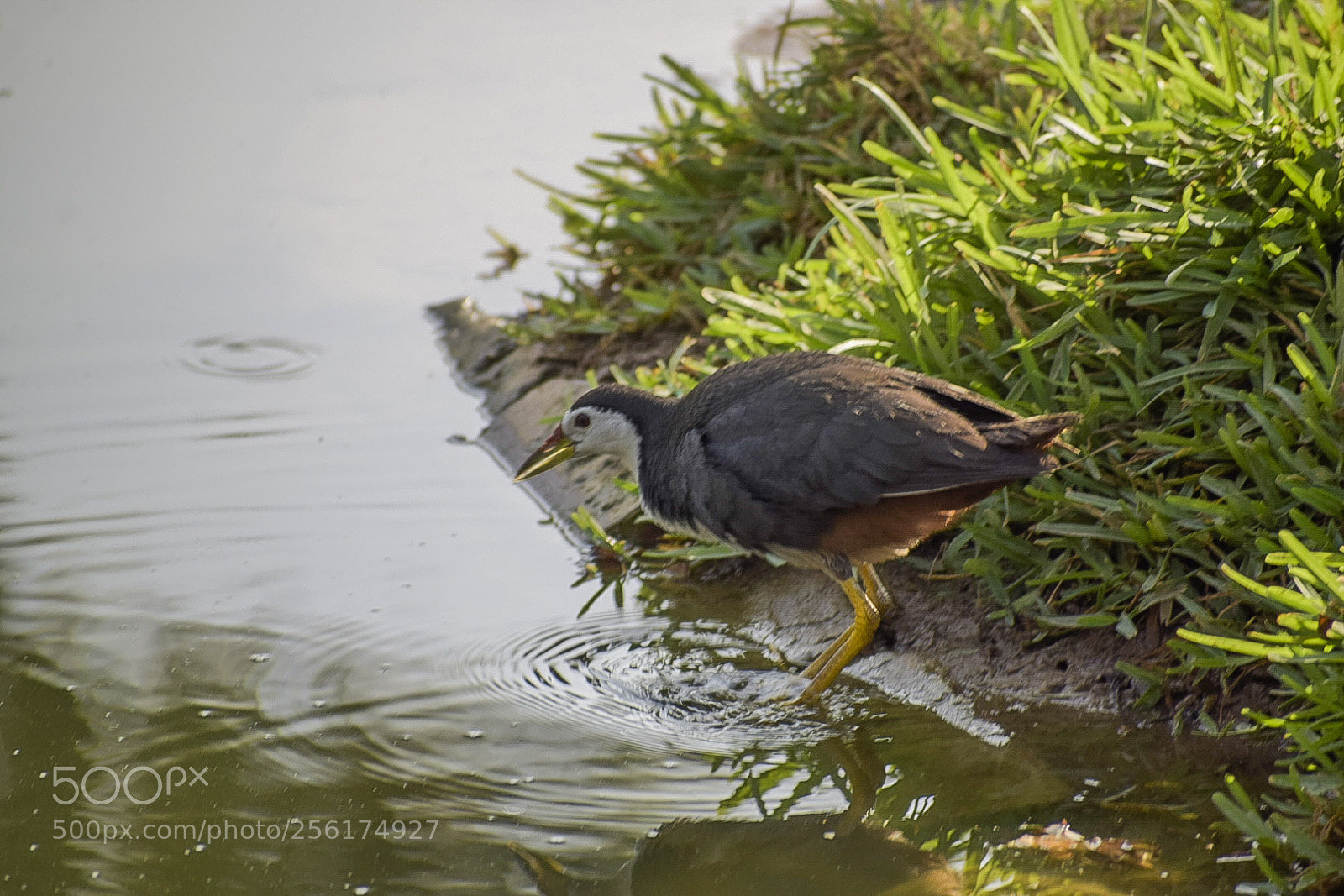 Nikon D5300 sample photo. Wading bird two photography