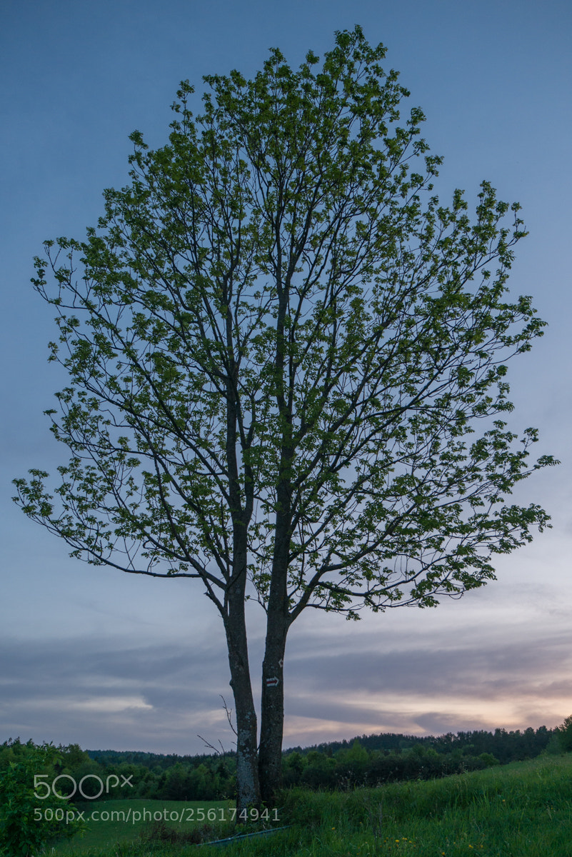 Panasonic Lumix DMC-GX7 sample photo. Tree...s photography