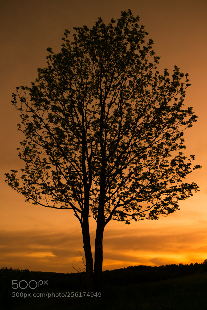 Panasonic Lumix DMC-GX7 sample photo. Tree...s photography