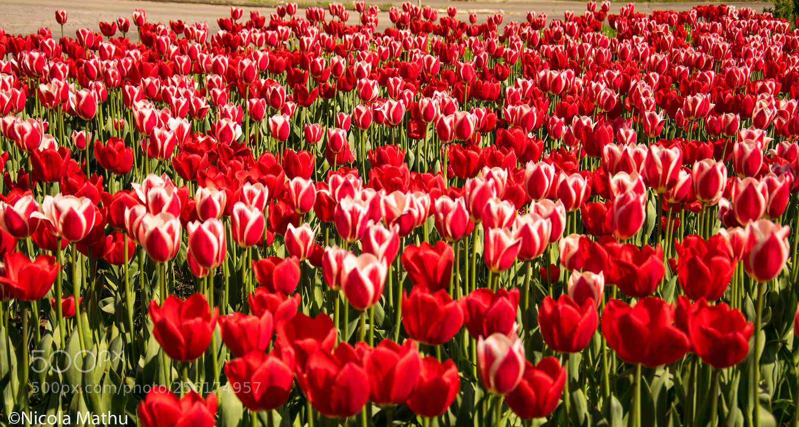 Nikon D5300 sample photo. Tulips (2) photography
