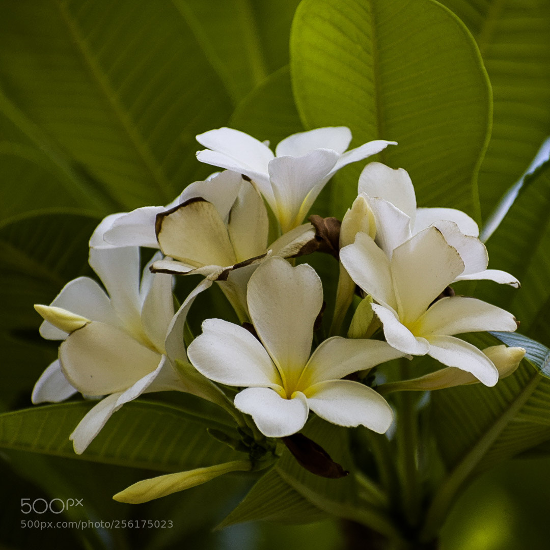 Nikon D5300 sample photo. Frangipani flowers photography