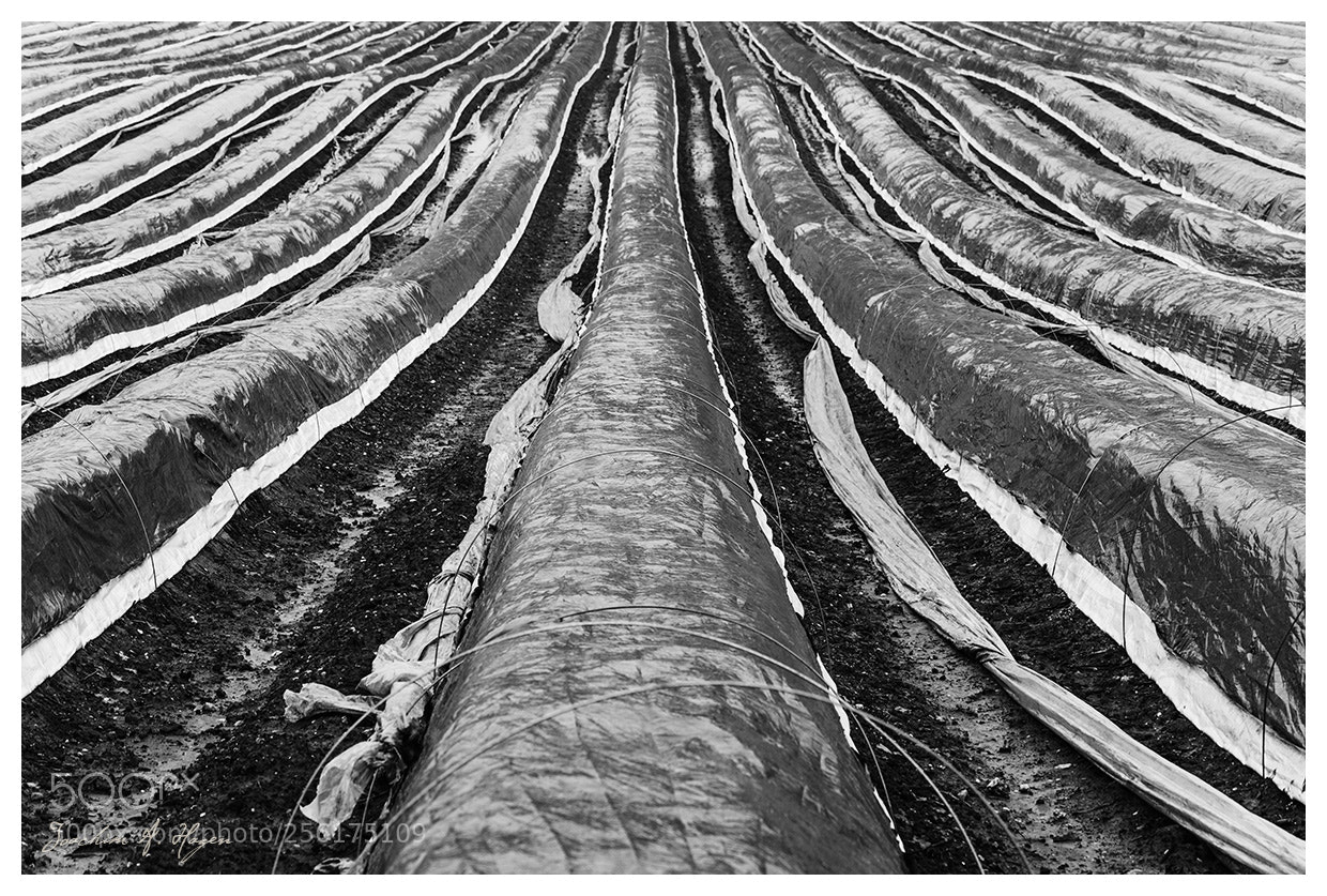 Nikon D90 sample photo. Rows photography