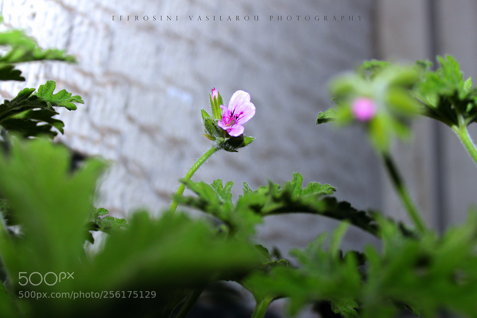 Canon EOS 700D (EOS Rebel T5i / EOS Kiss X7i) sample photo. Pelargonium graveolens. photography