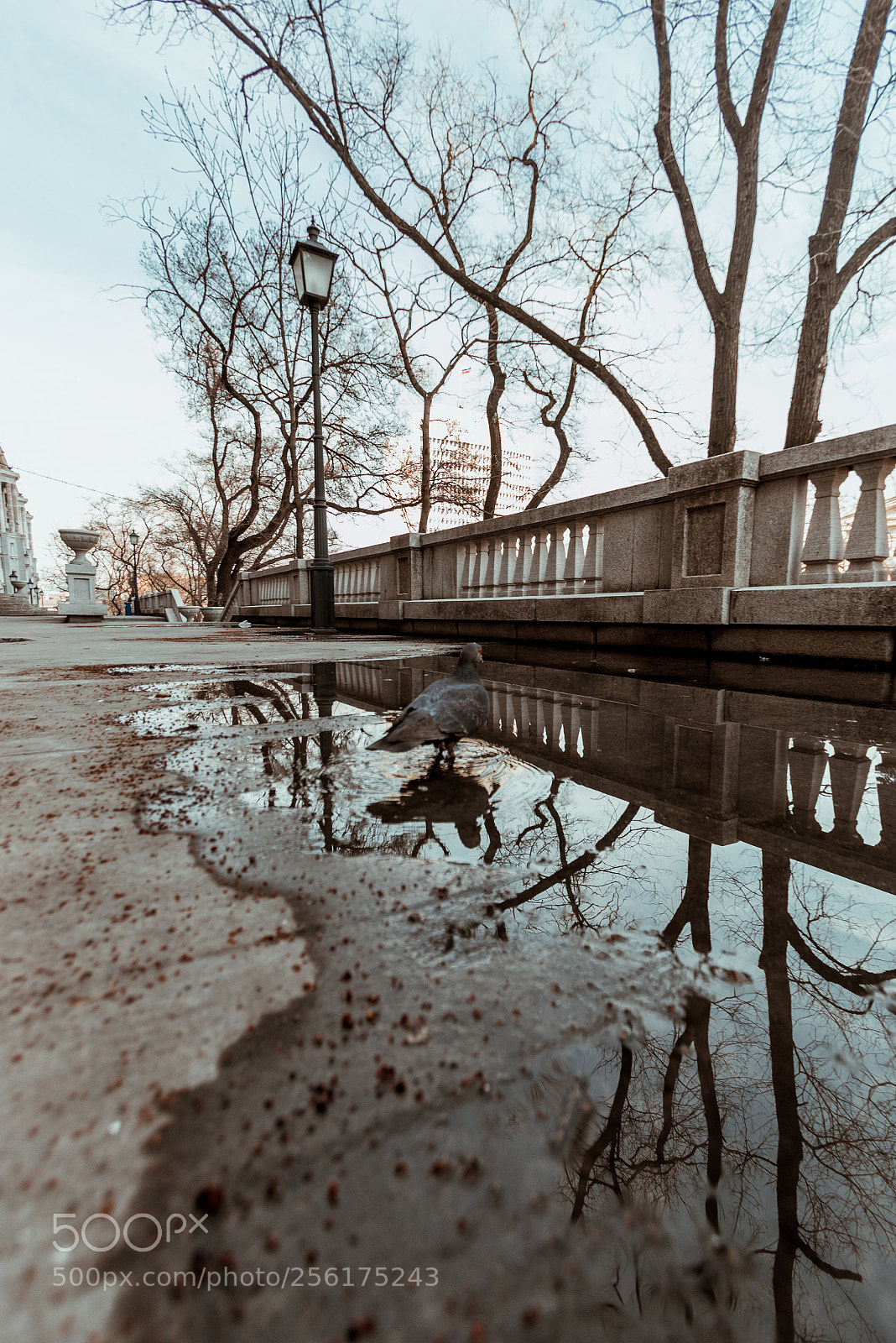 Canon EOS 70D sample photo. Reflected bird photography