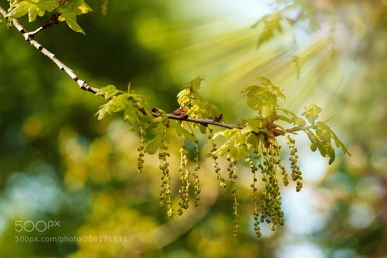Sony Alpha NEX-7 sample photo. Eichen blüte photography