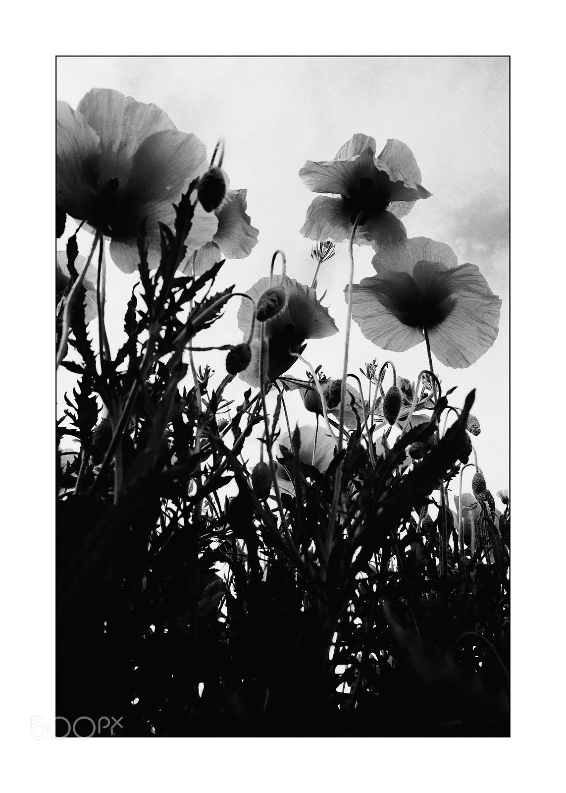 Canon EOS 5D Mark IV sample photo. I papaveri photography