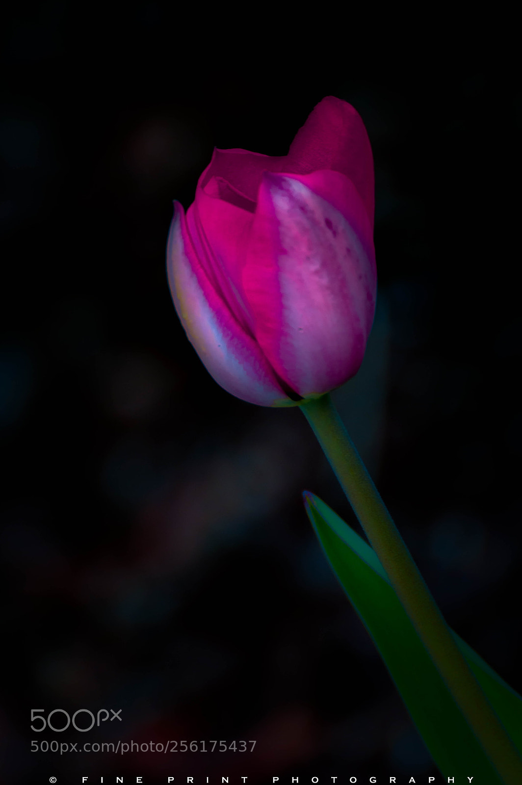 Nikon D3200 sample photo. "unspoken word" (2018) photography