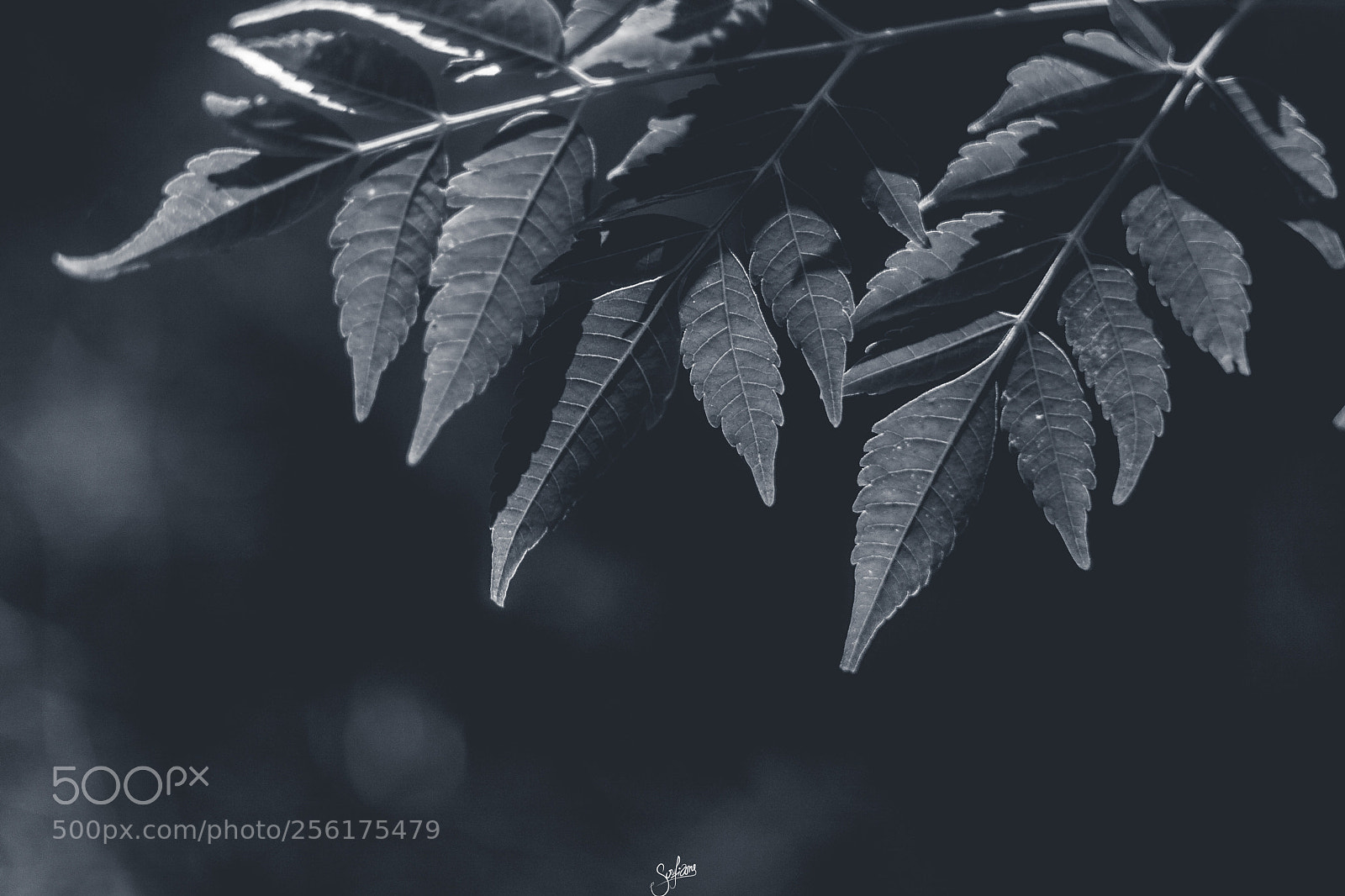 Canon EOS 50D sample photo. Img photography