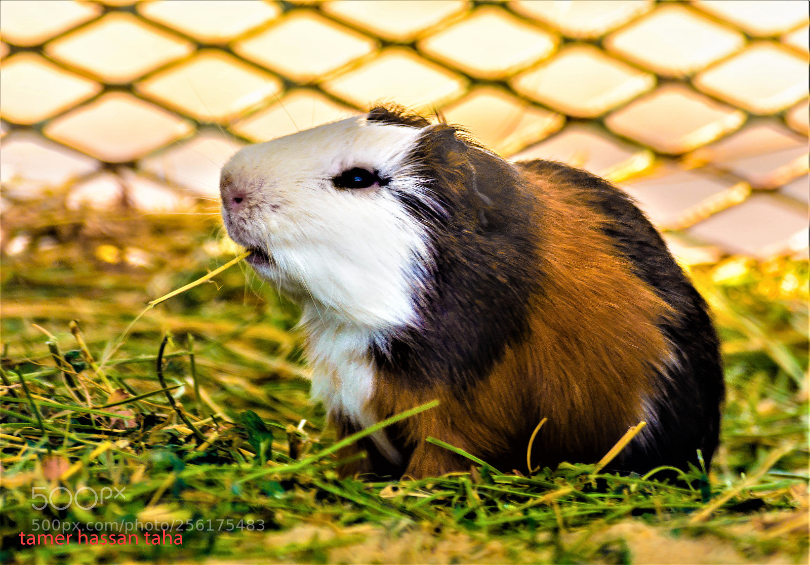 Nikon D7100 sample photo. Aaaa photography