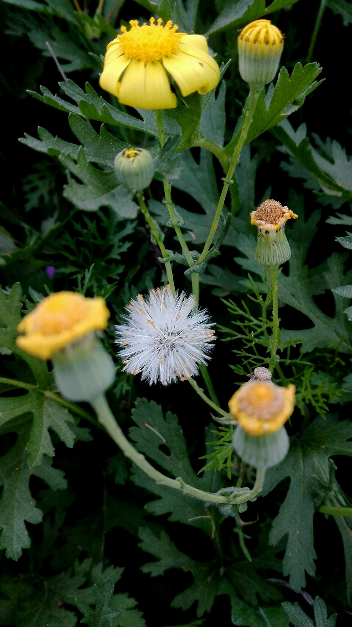 HUAWEI Y6II sample photo