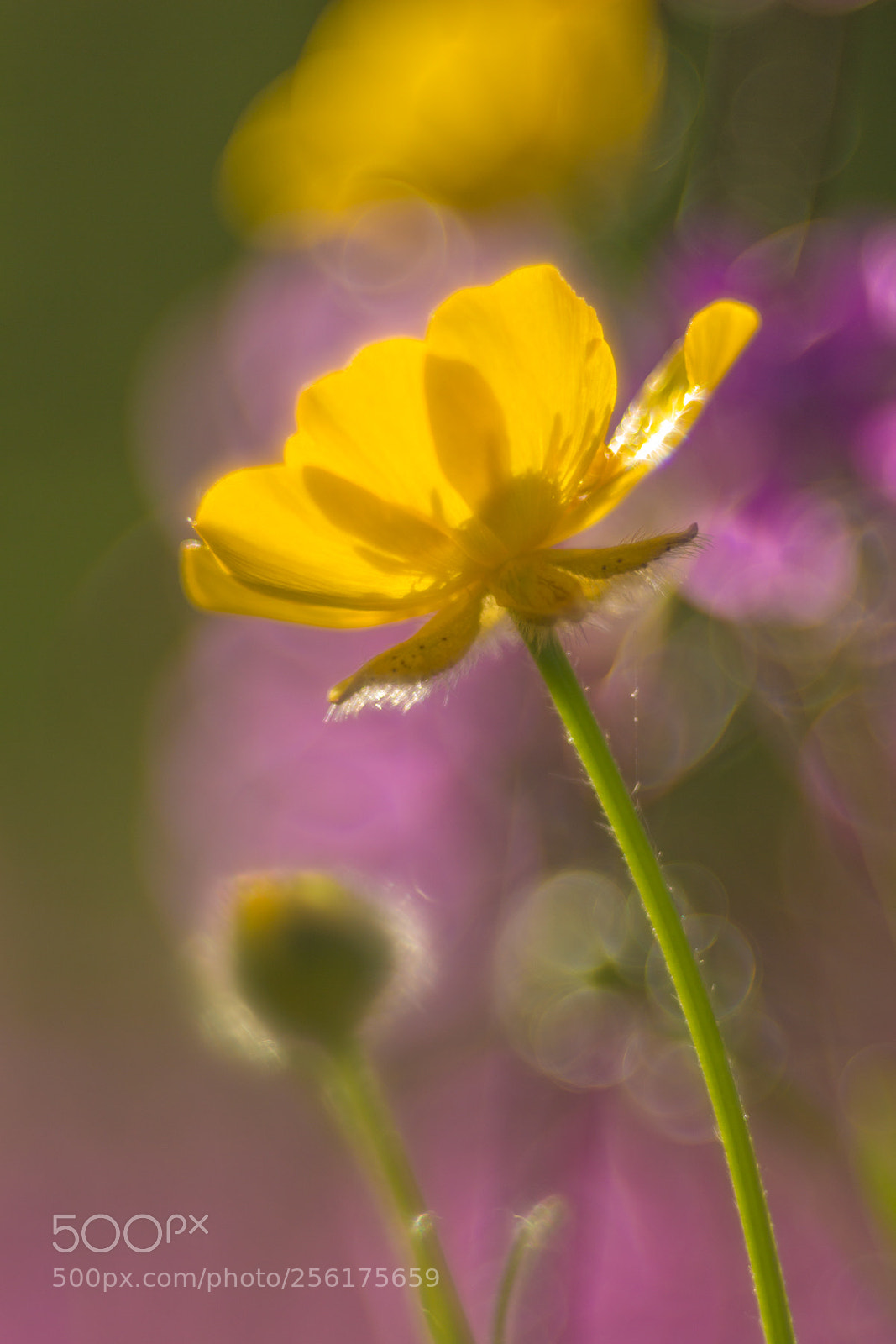 Canon EOS 60D sample photo. The colours of vernal photography