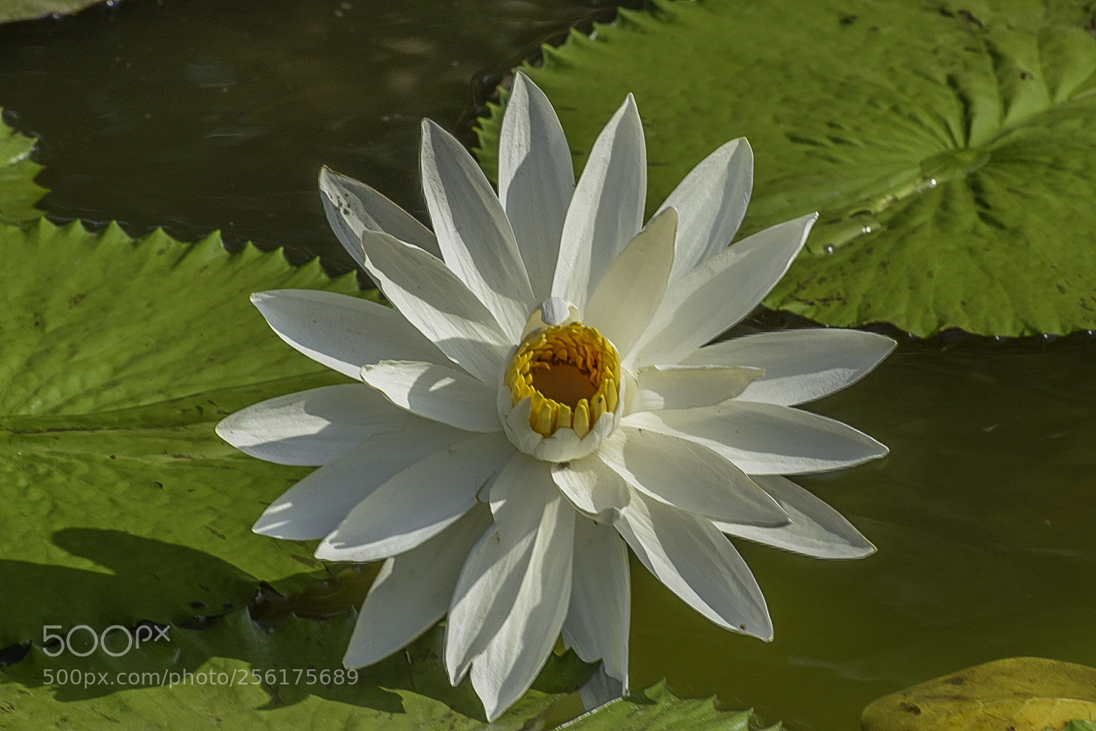 Nikon D5300 sample photo. White lotus 2 photography