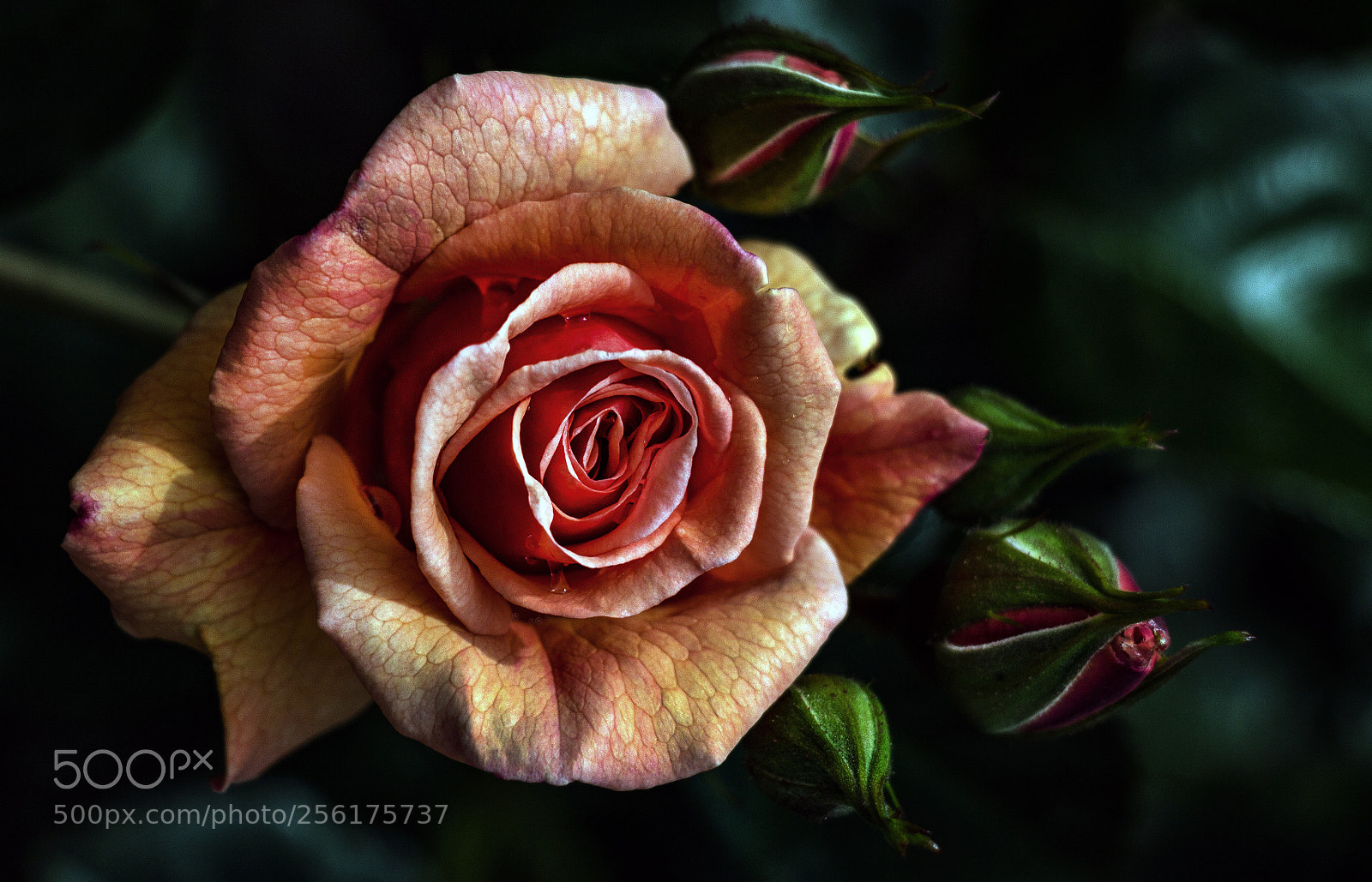 Canon EOS 650D (EOS Rebel T4i / EOS Kiss X6i) sample photo. Little rose photography