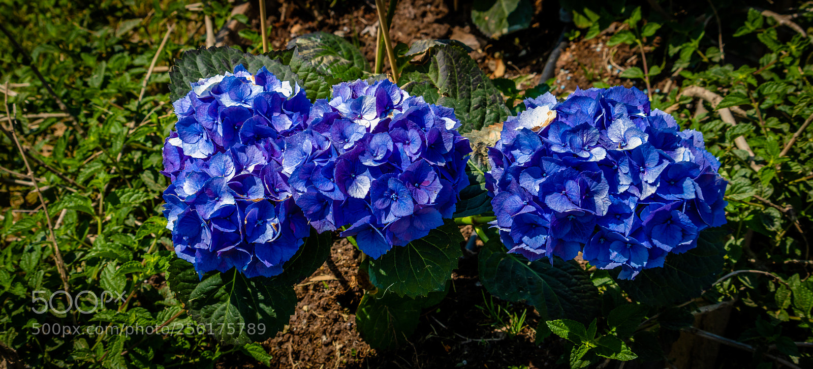 Canon EOS 750D (EOS Rebel T6i / EOS Kiss X8i) sample photo. Triple beauty photography