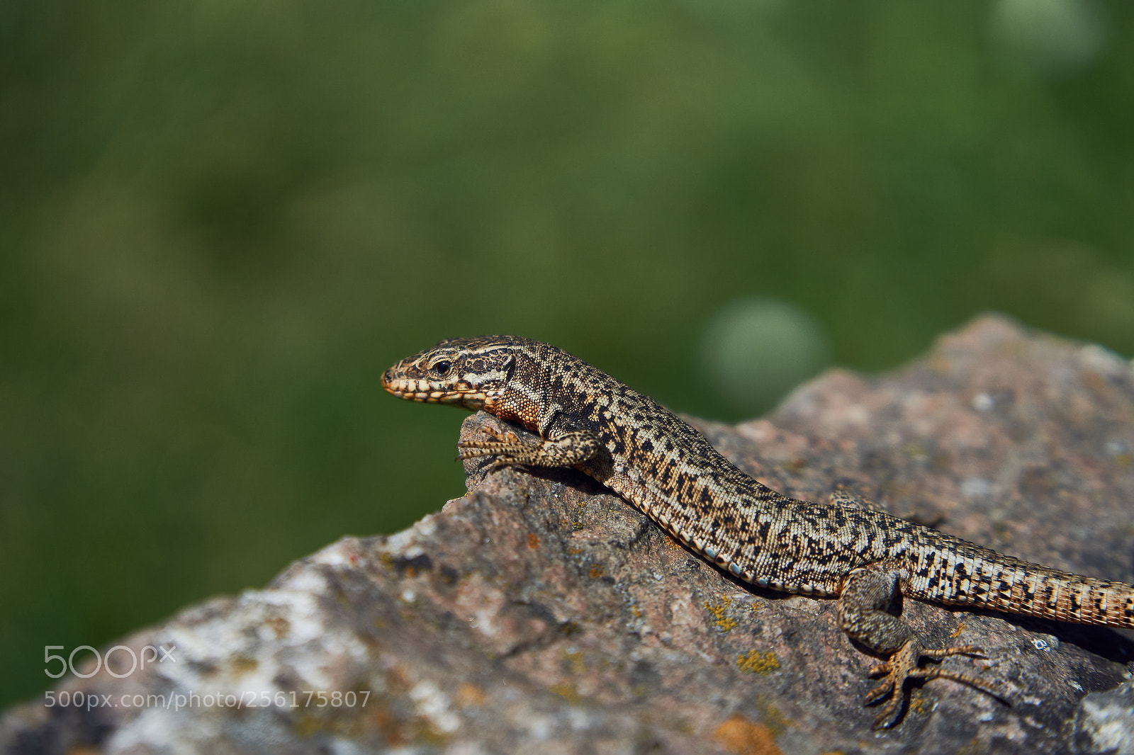 Sony a6000 sample photo. Lizard photography