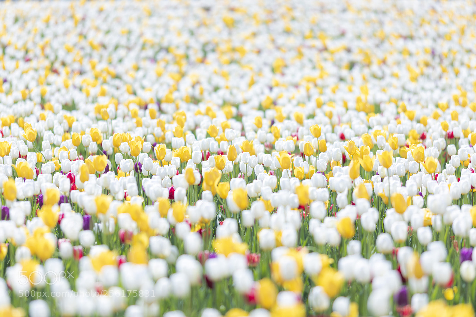 Canon EOS 5D Mark IV sample photo. 夢の中 photography
