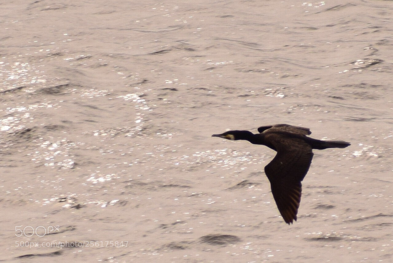 Nikon D5300 sample photo. Bird photography