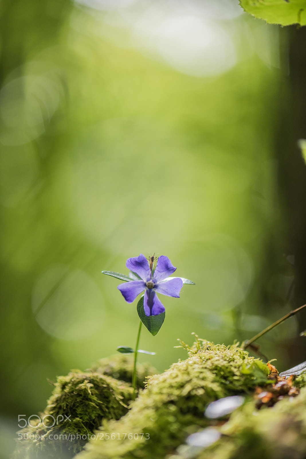 Nikon D810 sample photo. Lost in the forest photography