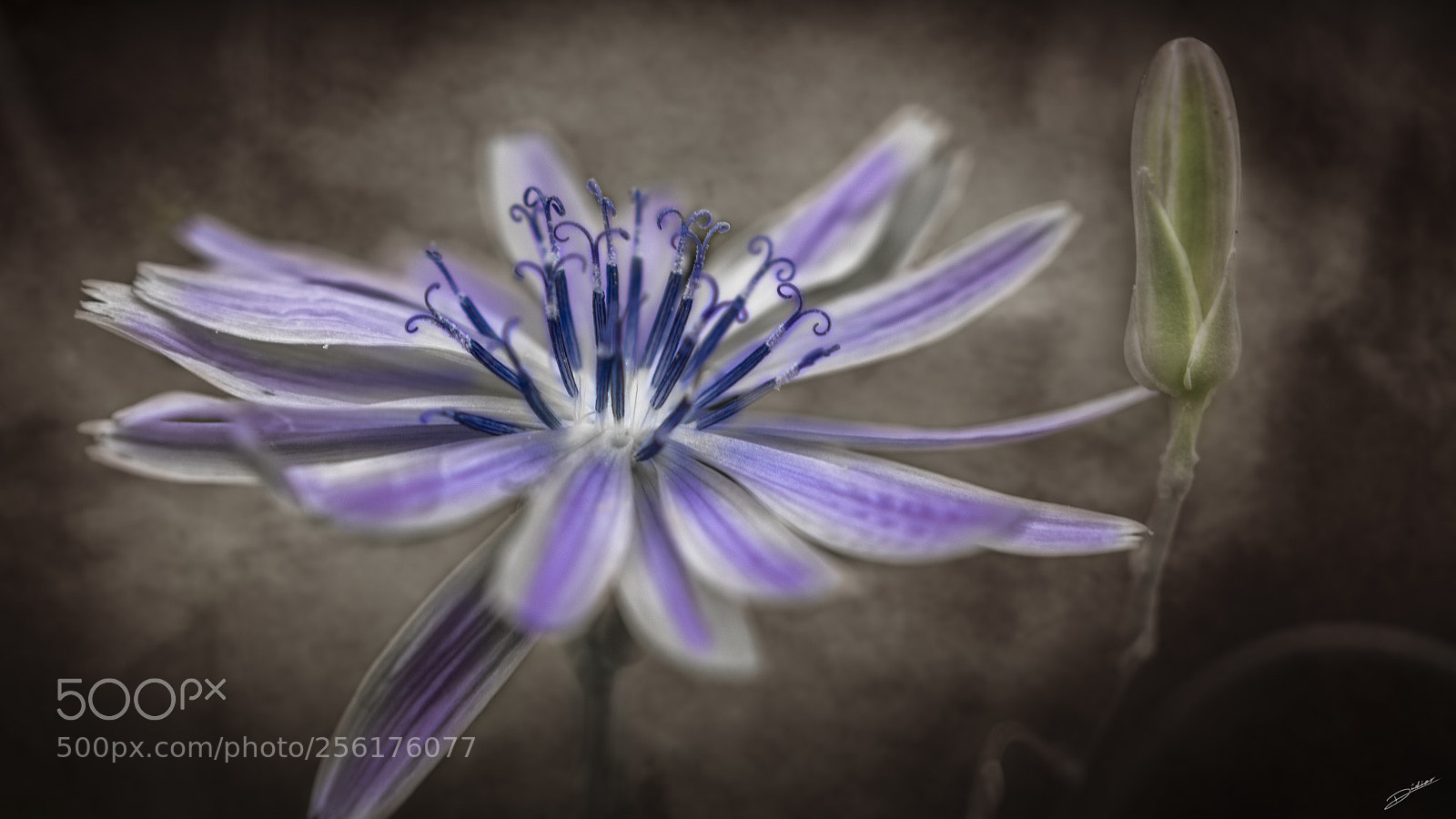 Nikon D5500 sample photo. *** artistic flowers *** photography