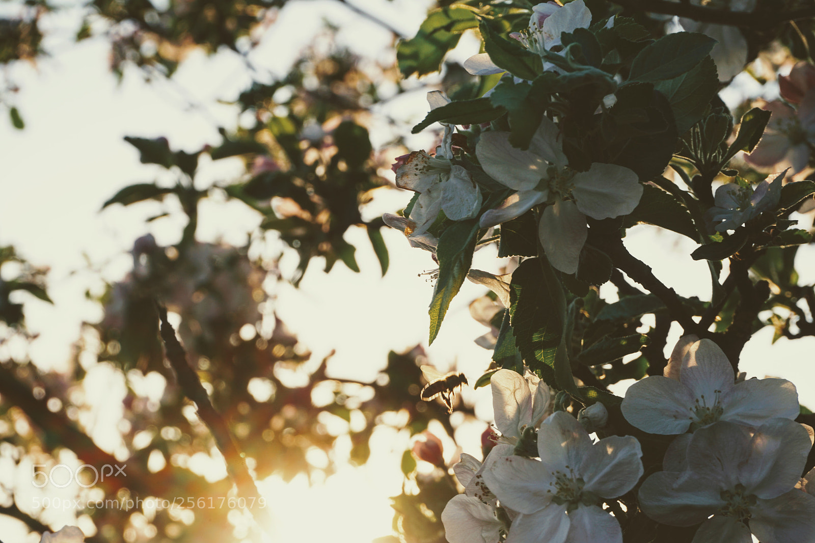 Sony a6300 sample photo. Bee photography