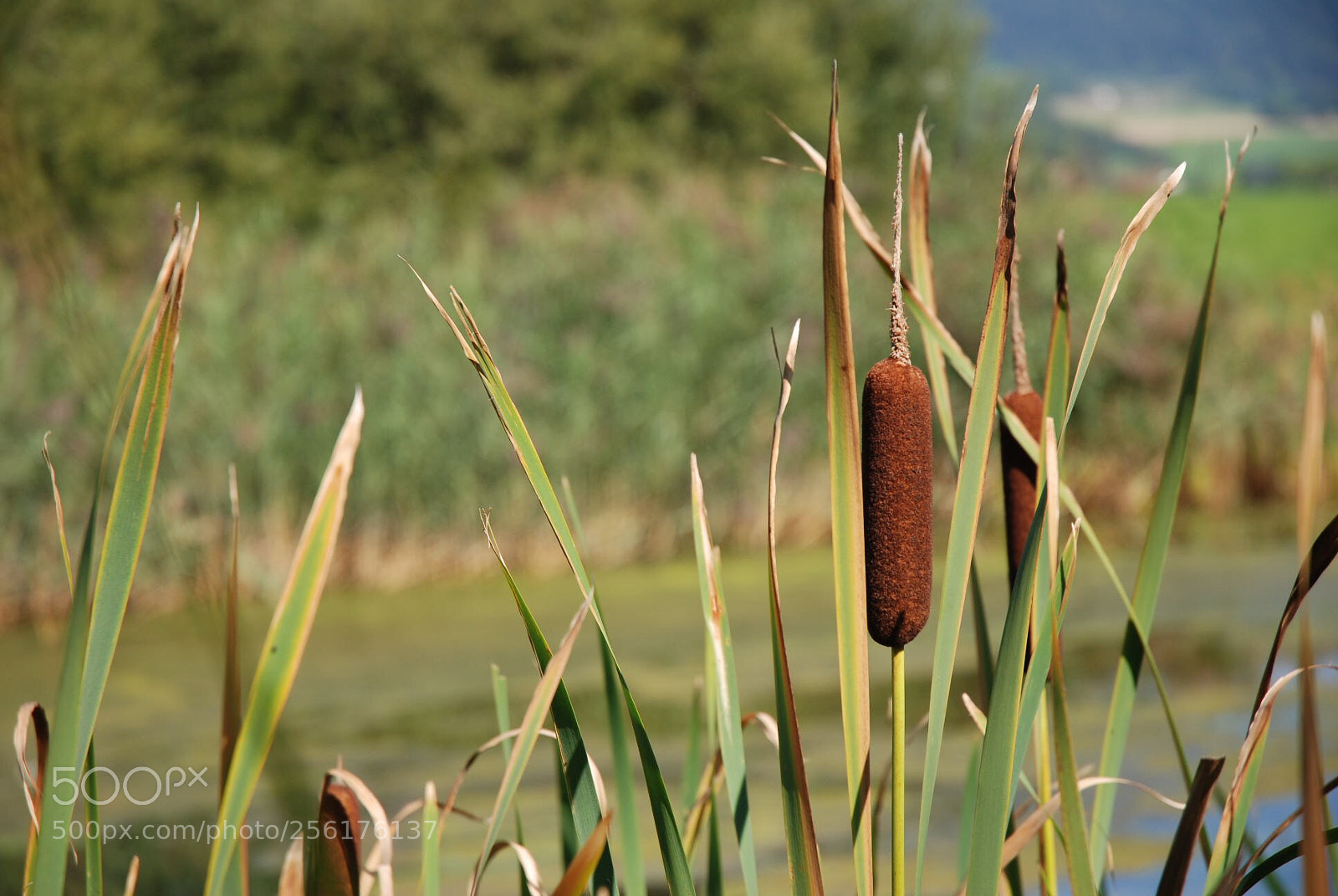 Nikon D80 sample photo. Near the pond photography