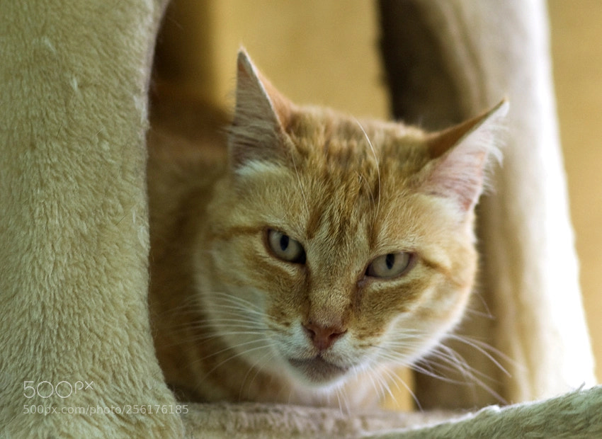 Nikon D3100 sample photo. Pompeya photography