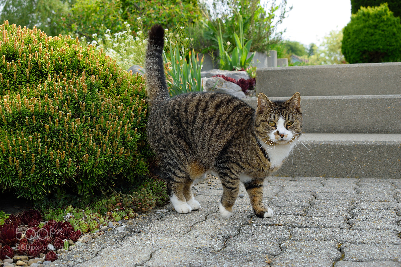 Nikon D3300 sample photo. Cat photography