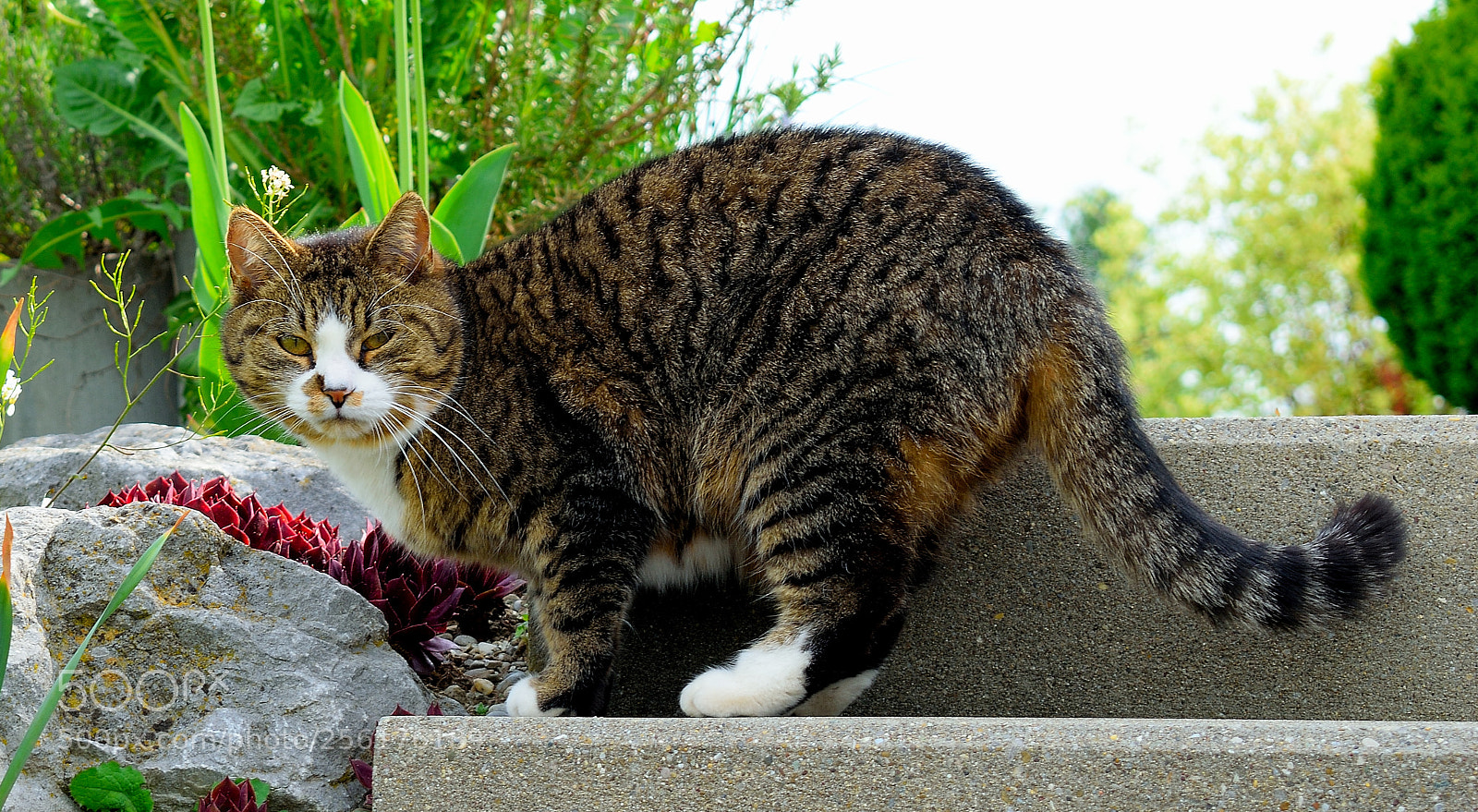 Nikon D3300 sample photo. Cat photography
