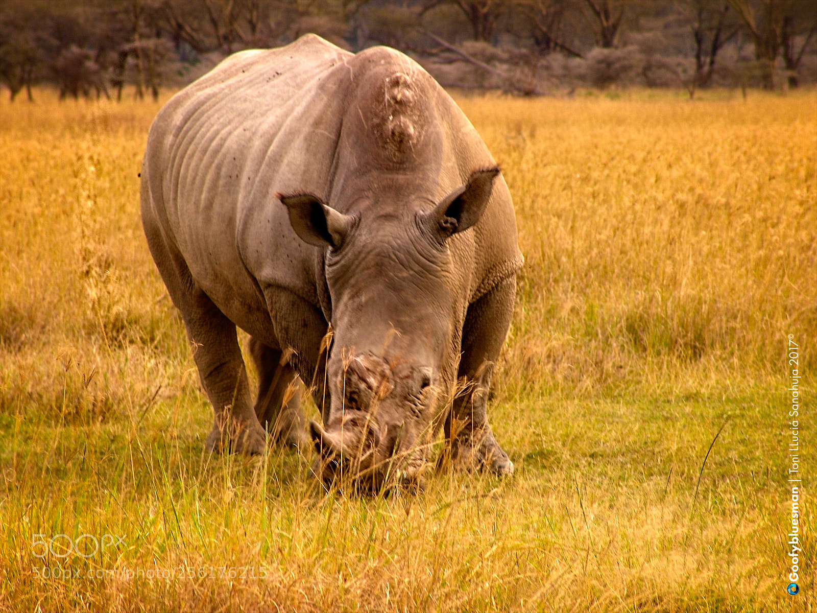 Sony DSC-F828 sample photo. Kenya. lake nakuru. rhino photography