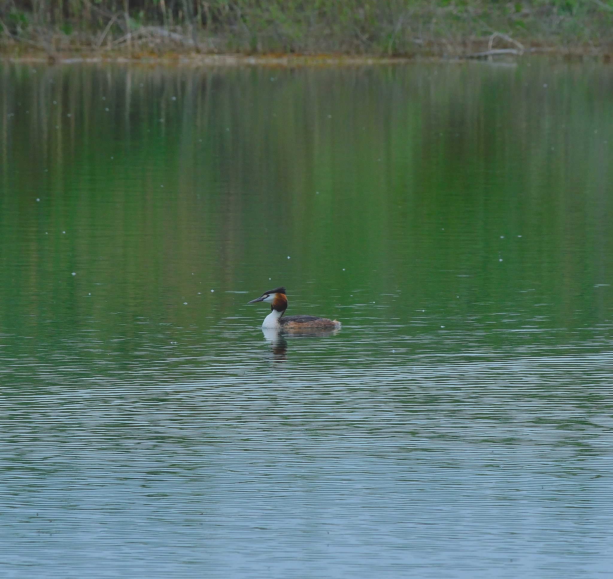 Nikon D3300 sample photo. Vogel photography