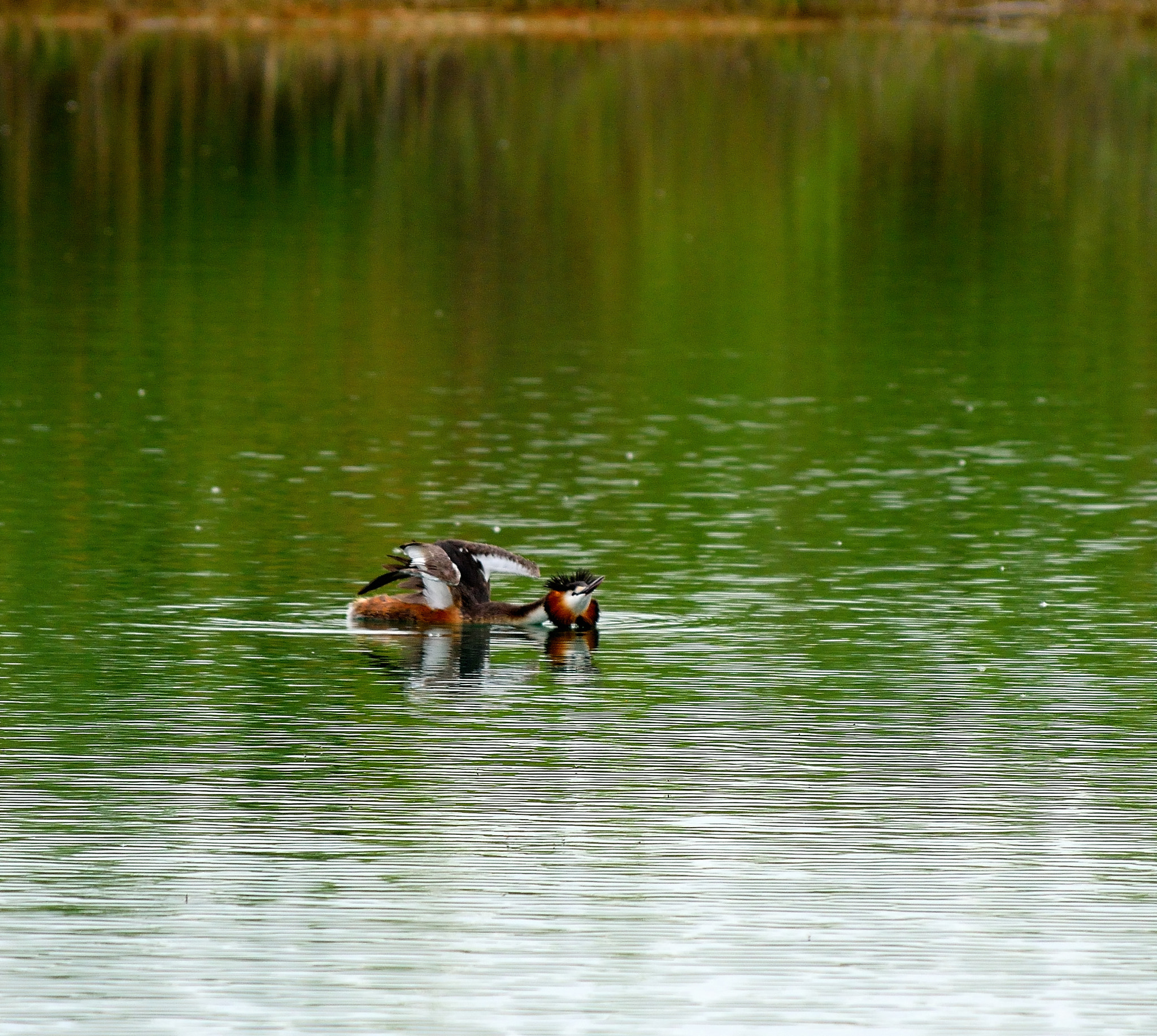 Nikon D3300 sample photo. Vogel photography