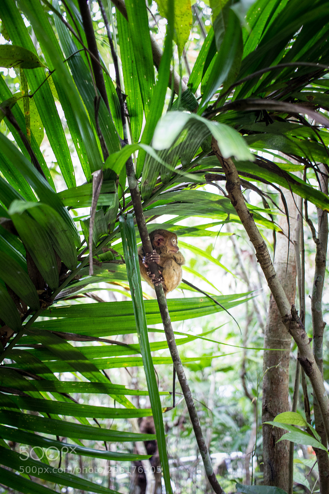 Canon EOS 550D (EOS Rebel T2i / EOS Kiss X4) sample photo. Bohol photography